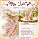 Flor de cerejeira Ponto de ágata