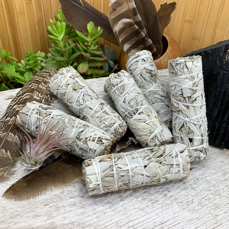 Paquetes de salvia blanca de 4 pulgadas
