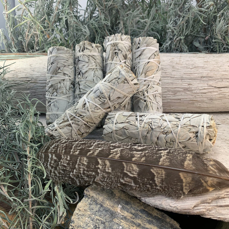 Paquetes de salvia blanca de 4 pulgadas