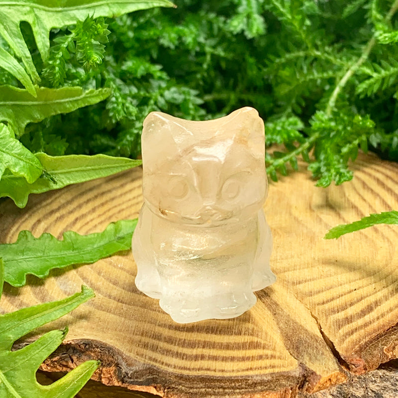 Cogumelo Carnelian
