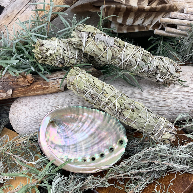Smudge Kit: Witte Salie (6-inch) + Abalone Shell