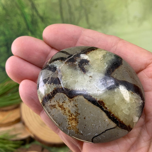 Septarian Palmstone