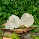 Champignon cornaline